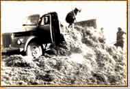 Заготовка корма скоту